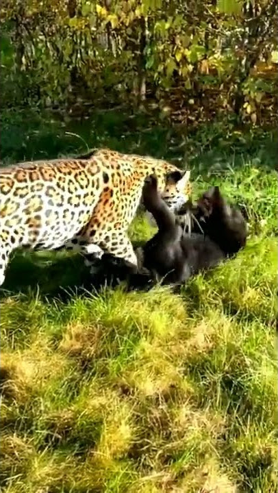 macan tutul vs macan kumbang#