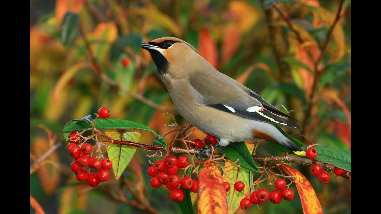 Свиристель # Аудиокнига леса 