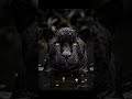 @kashmiri___rider__mt.15#lovers❤️#subscribe #now