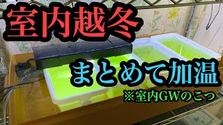 【室内越冬】成長しなかった個体を厳選し、４つまとめて加温！