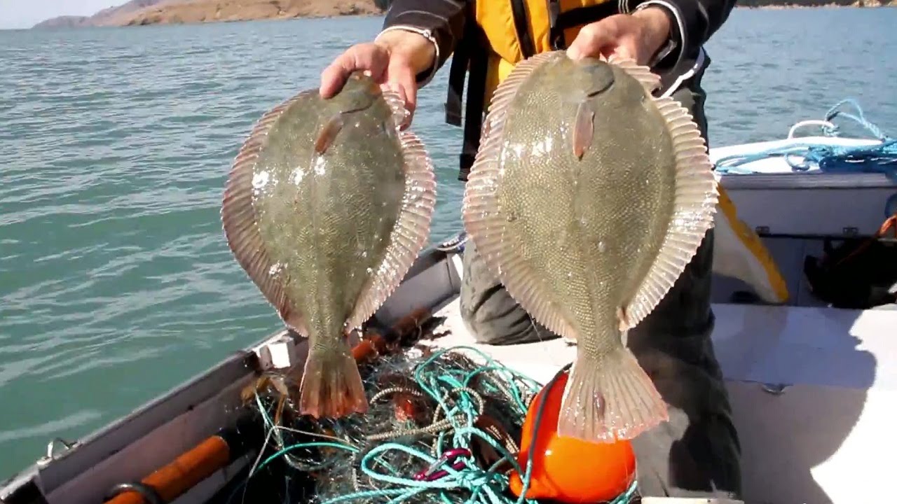 NZ Flounder Fishing 