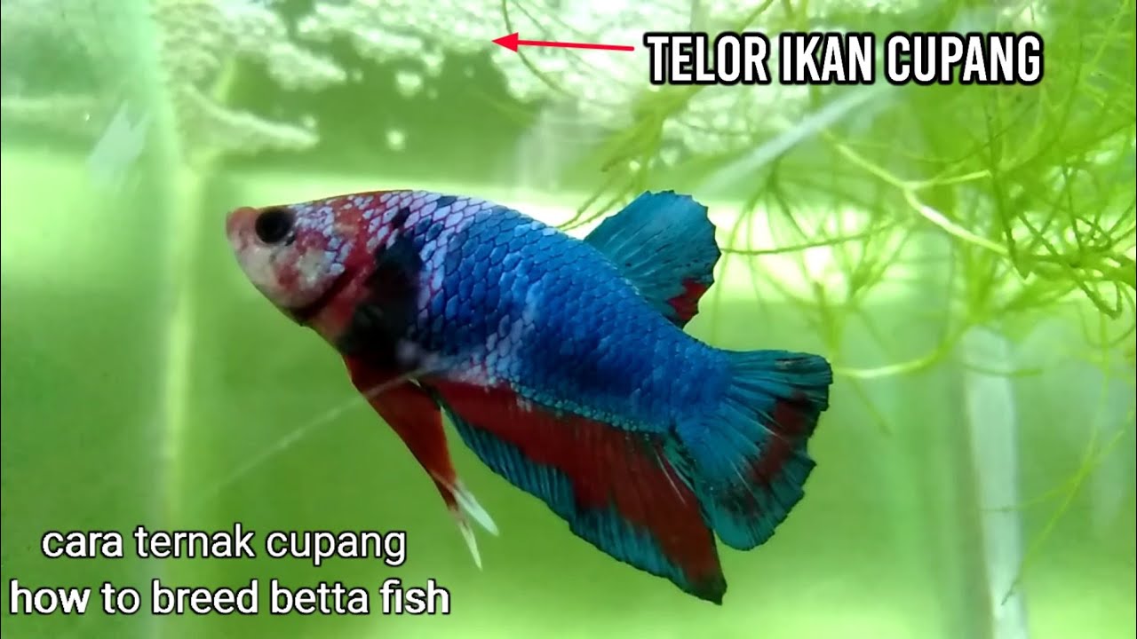Proses ternak ikan cupang dari penjodohan sampai bertelur dan menetas