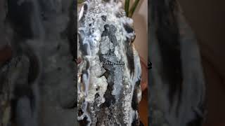 #geode #minerals #crystals