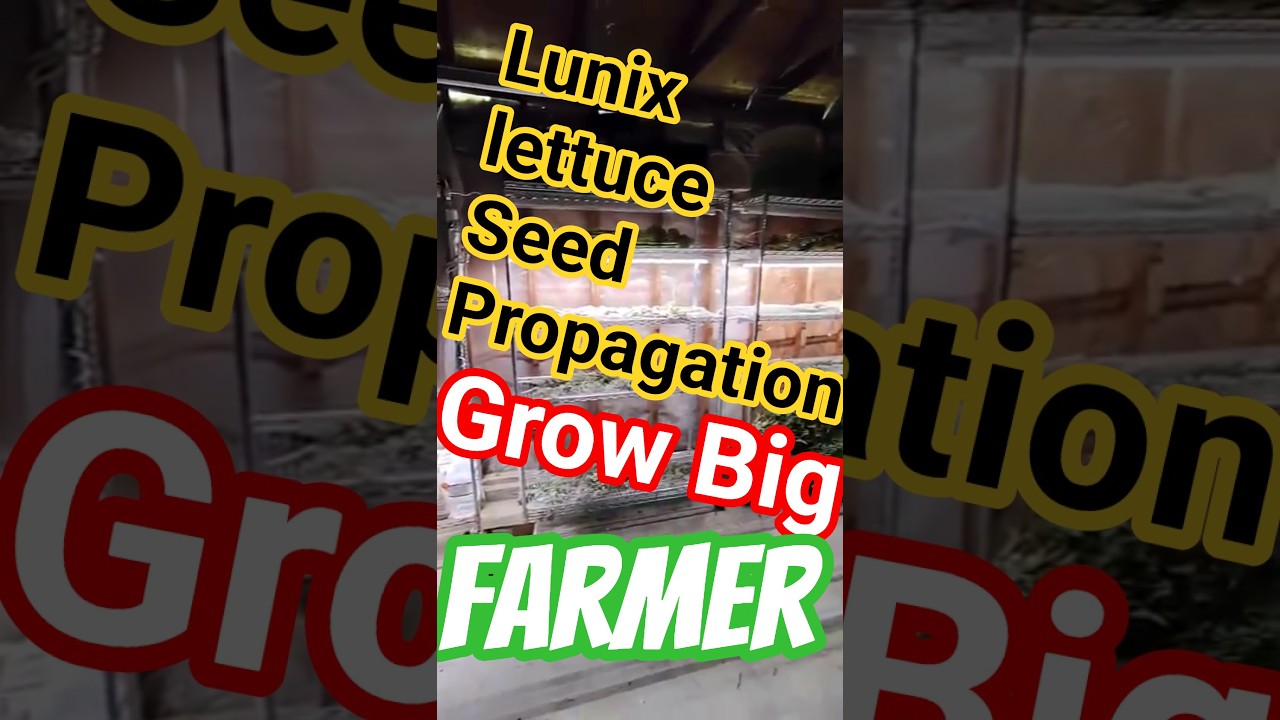 Редкие семена салата Харди Люникс, урожай с 2020 года, зима с 2019 года, заказ редких семян из Бе...