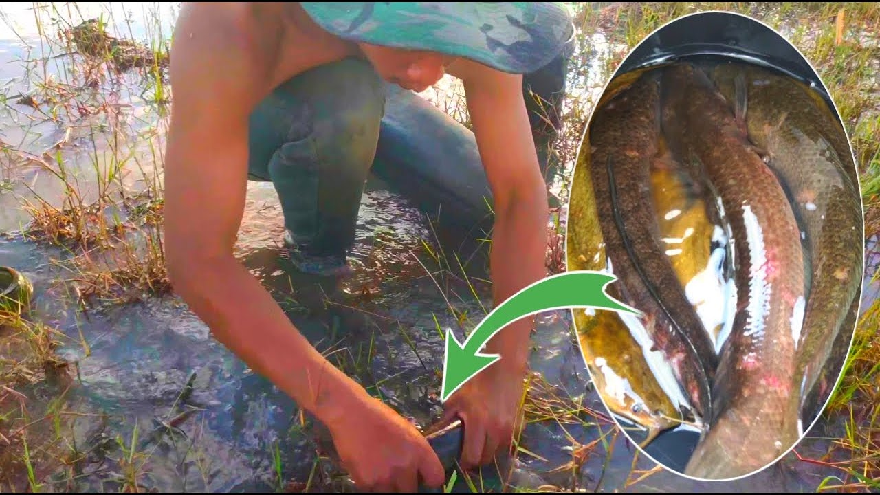 Fishing Techniques Catching Catfish In The Field With Bare Hands 2023