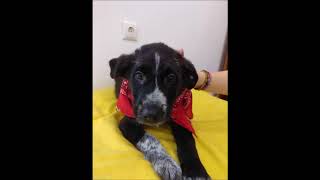 Pupiess for Adopt Larissa by ΑΝΝΑ ΣΤΑΤΗΡΗ 118 views 6 years ago 3 minutes