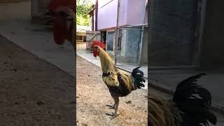 ayam jago berkokok sampe mau pingsan #shorts