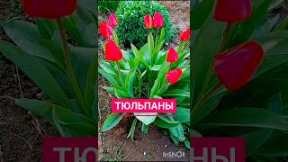 Тюльпаны #цветы #весна #луковичные #сад #garden #flowers #tulip #spring #music #музыка #shorts