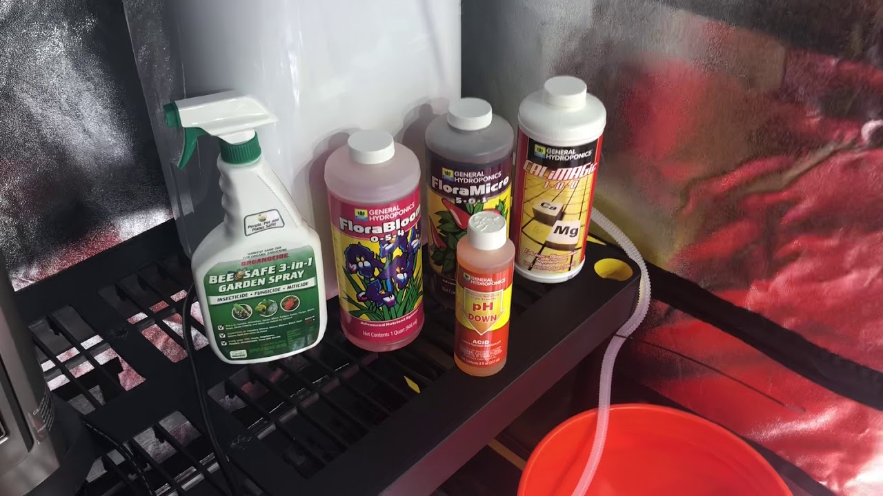 Week 4 Autoflower in Coco