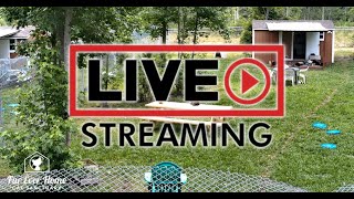 Fur Ever Home Cat Sanctuary Live Stream