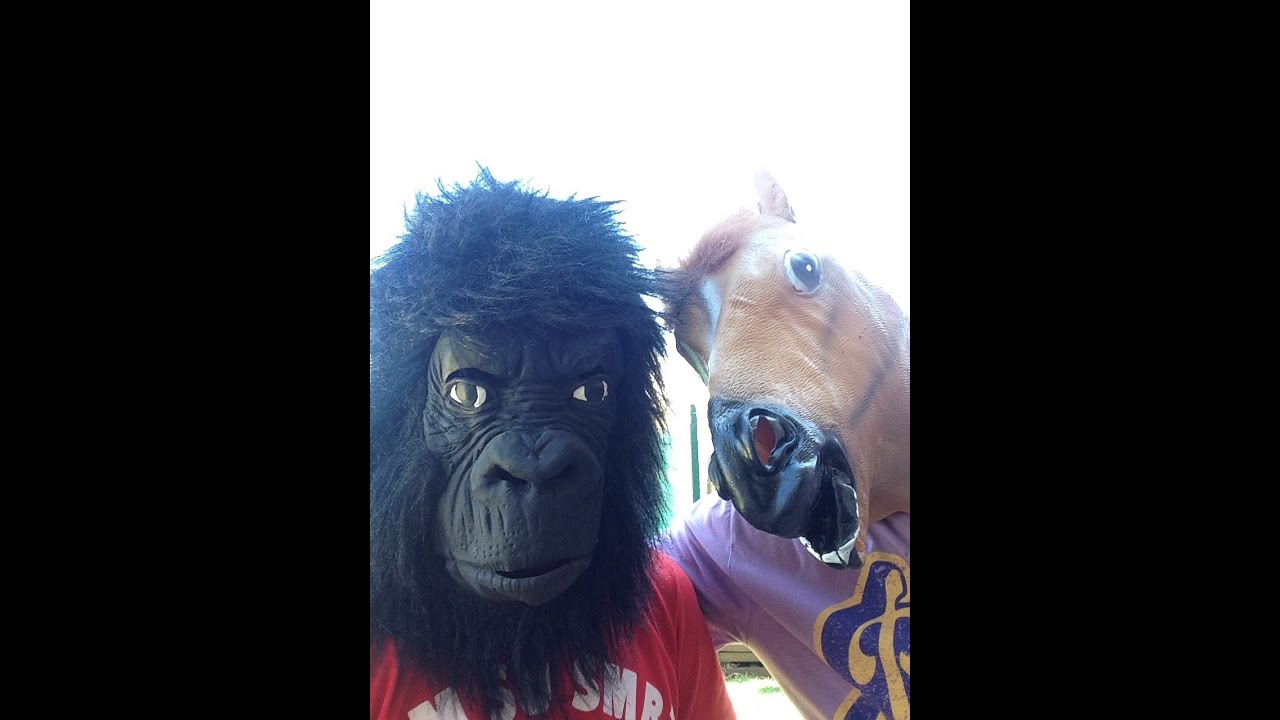 Gorilla vs Horse - YouTube