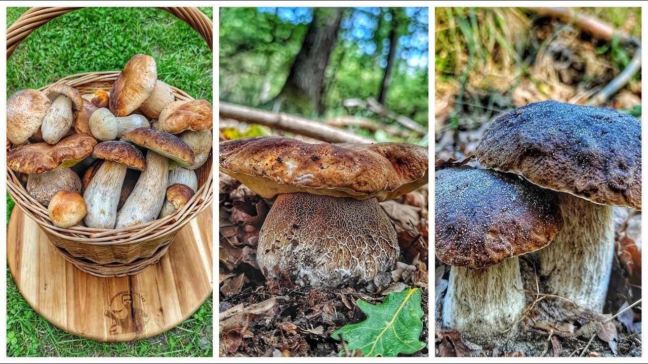 Hríby Huby Houby | 2.9.2022 | dubáky | zrnitohlúbikový | Boletus | nahuby | v prírode | Záhorie