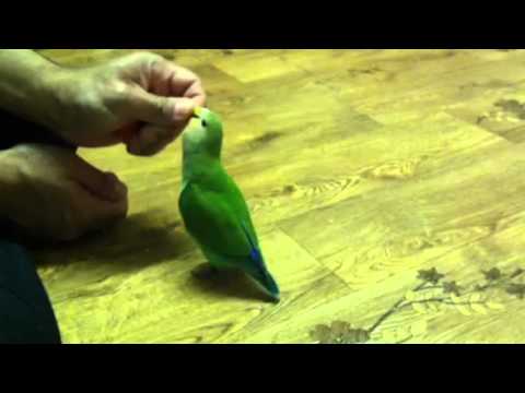 تدريب طائر الروز تيدي Love Bird Training Youtube