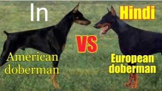 difference between european doberman and american