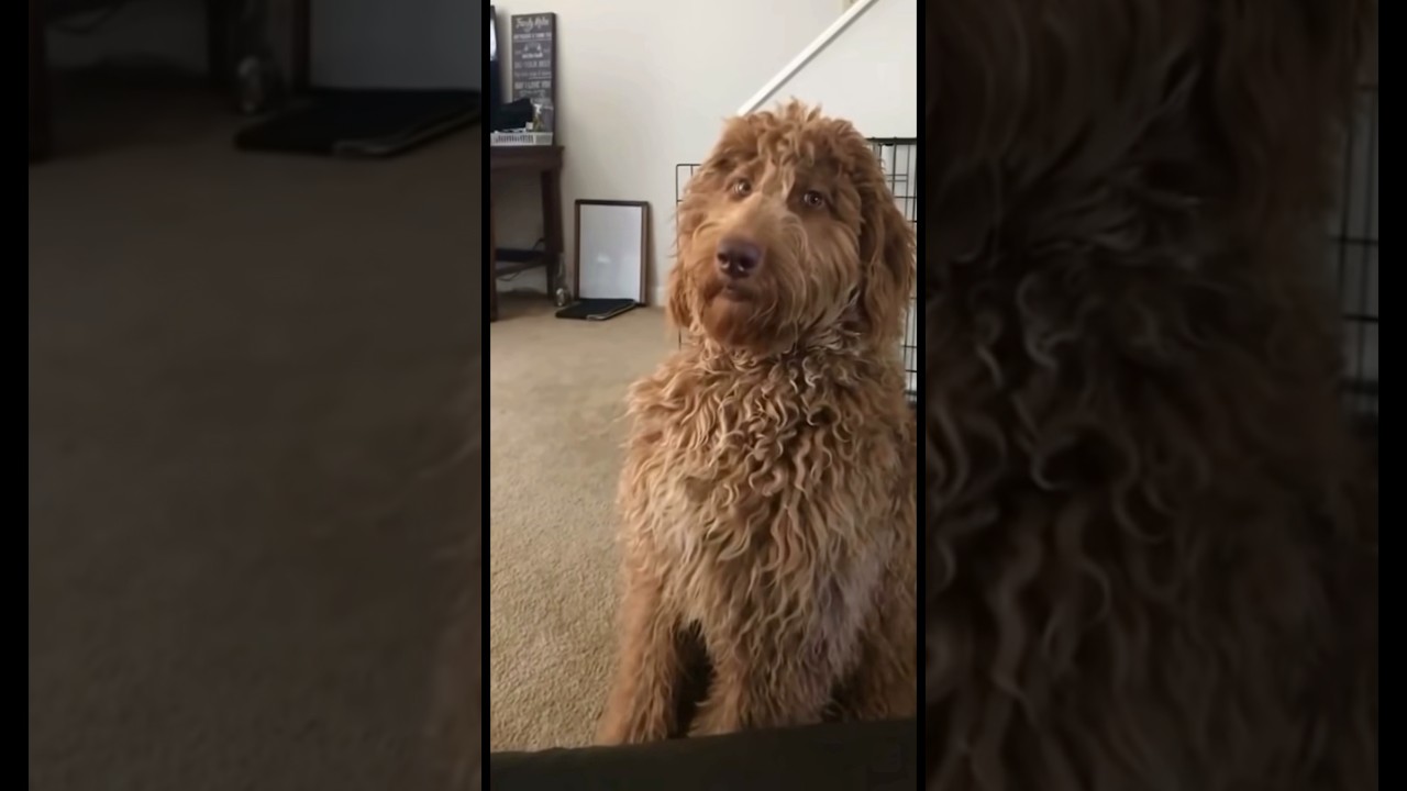 That’s not my dog… 