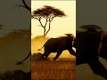 "Angry Elephant vs Lion: Wild Showdown!"
