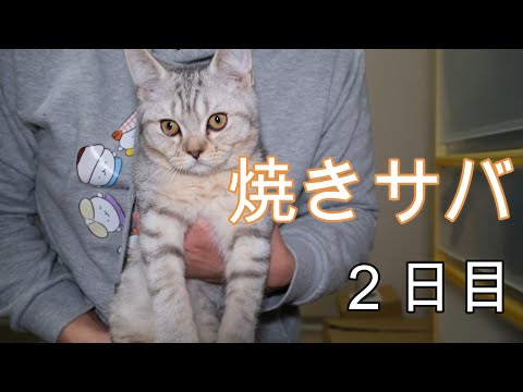 焼きサバ二日目