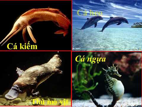 Tiếng Việt: Luyện từ và câu - Từ ngữ về sông biển, dấu phẩy