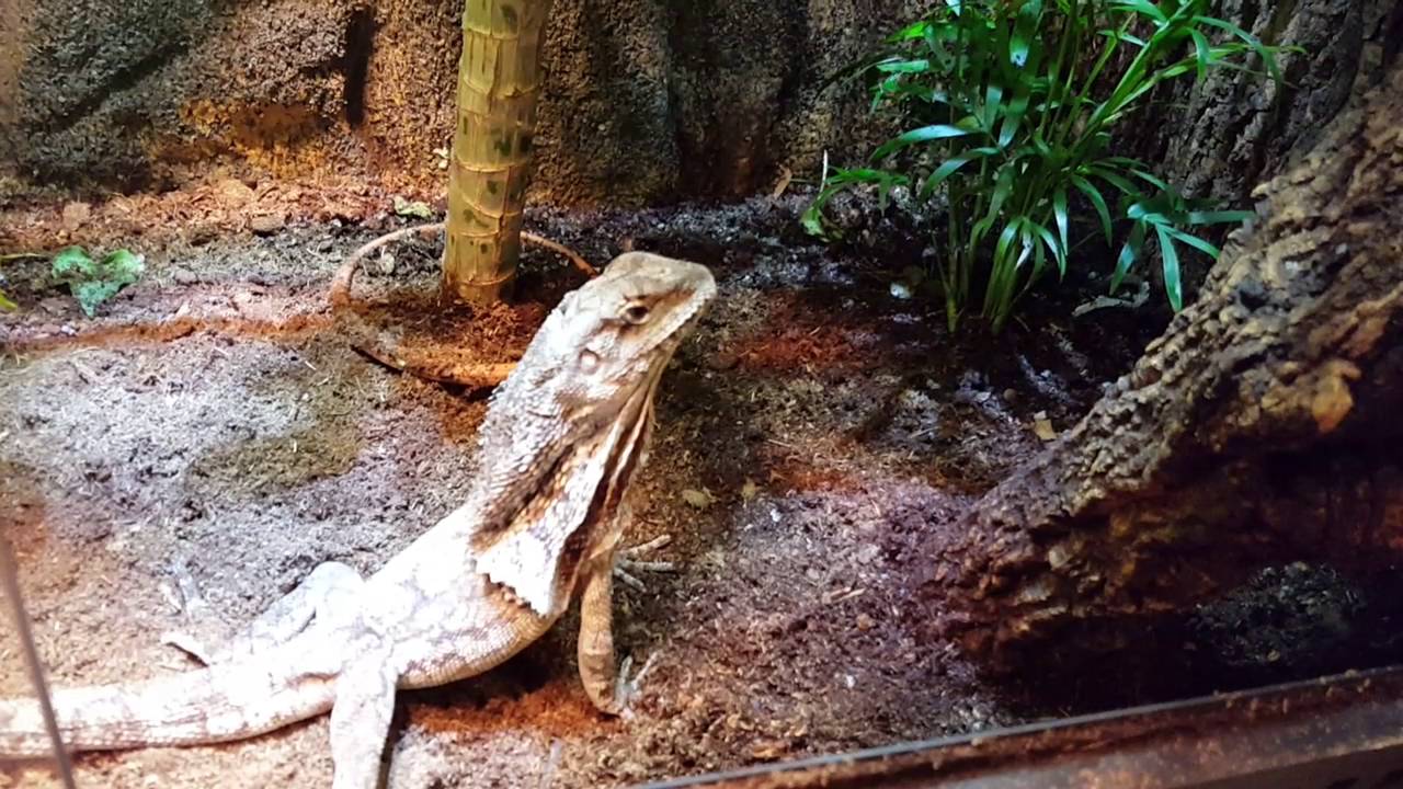 Frilled dragon feeding time!