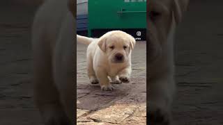 @gill_labrador_luthera  #lab #labrador #puppy #dog