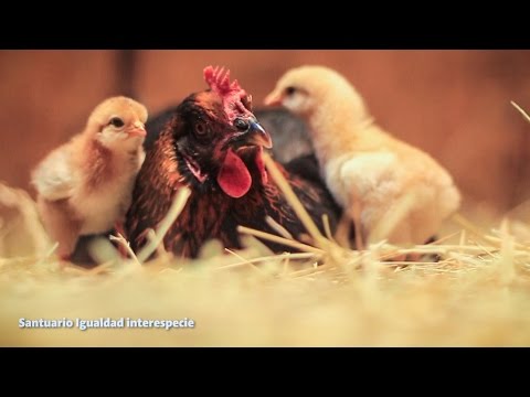 ¿Sabías que las gallinas son excelentes madres?