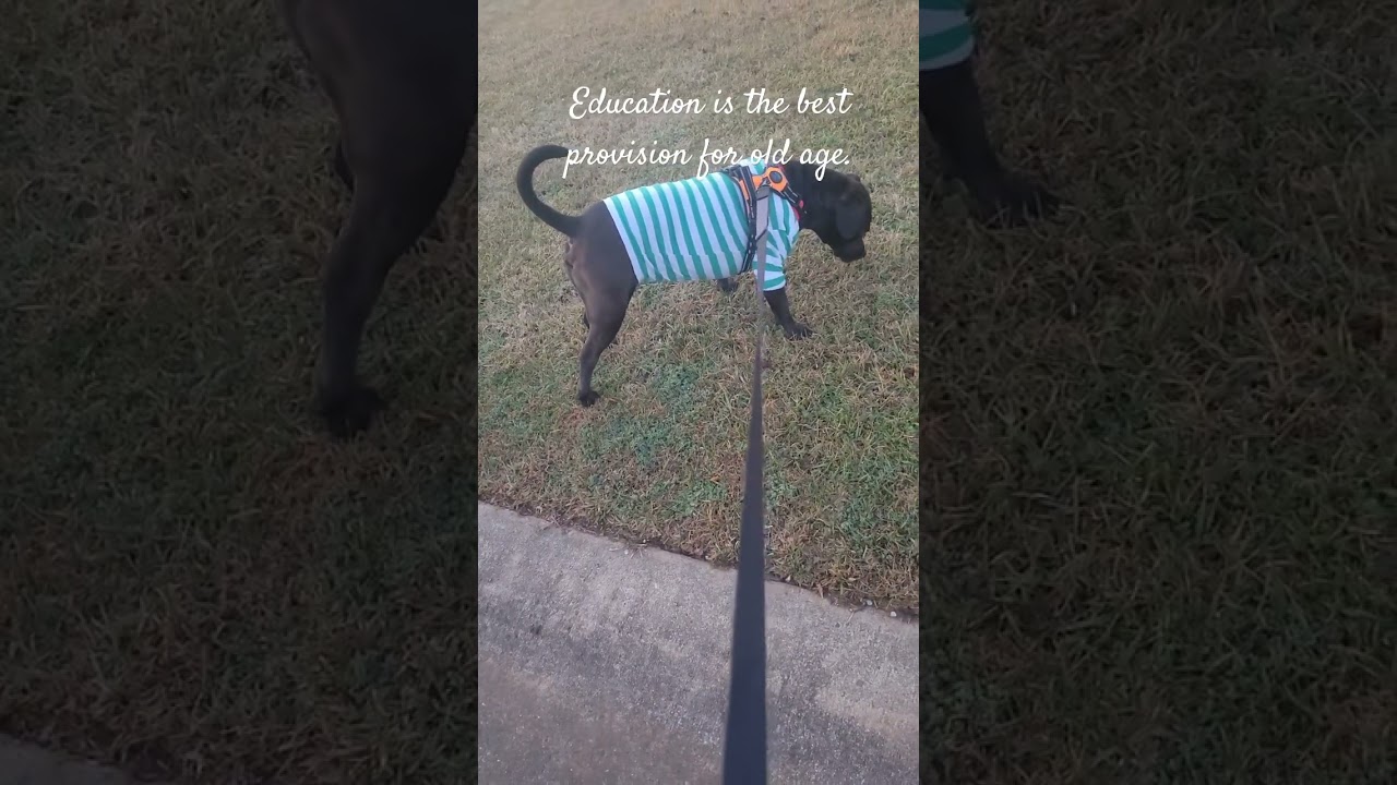 Education is the best provision for old age.