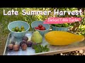 Late Summer Fruit and Vegetable Harvest