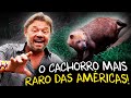 CACHORRO-VINAGRE: O CANÍDEO MAIS RARO DA AMÉRICA DO SUL!