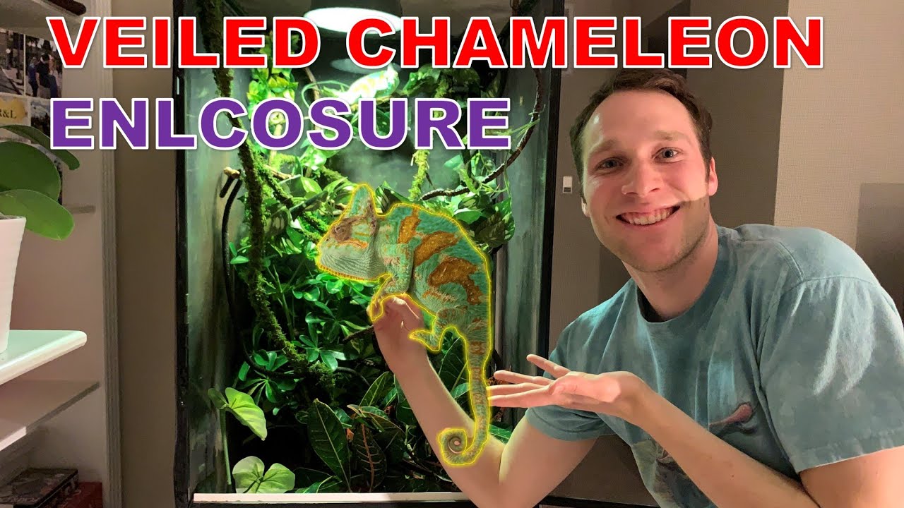 My Veiled Chameleon Enclosure - Check Out His Setup! - YouTube