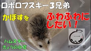 ロボロフスキー３兄弟 かぼすをフワフワにしてあげたい！【ハムスター/ロボロフスキー/浴び砂】