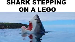 SHARK MEMES