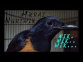 Murai Batu Ngeriwik Mp3 - Mp4 Download