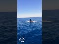 Orcas filmadas na costa algarvia