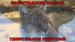 видео: УДИВИТЕЛЬНЫЕ животные в Ленинградском ЗооПарке / Большая экскурсия по зоопарку Санкт-Петербурга 4К картинка: УДИВИТЕЛЬНЫЕ животные в Ленинградском ЗооПарке / Большая экскурсия по зоопарку Санкт-Петербурга 4К