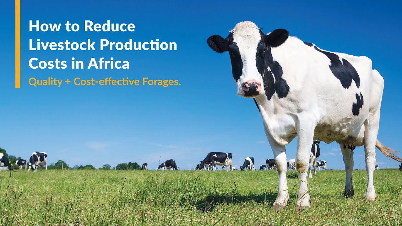 Still from Here's how we are reducing the cost of livestock production in Africa - James Too.