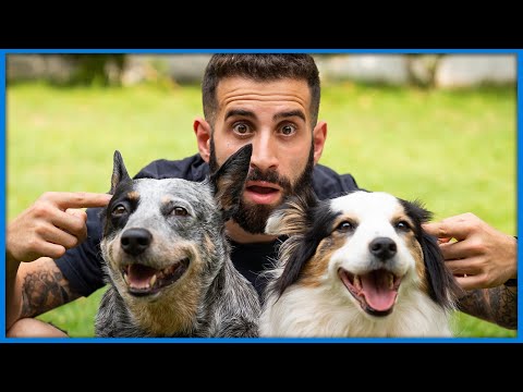 Vídeo: Dicas De Treinamento De Cães Surdos