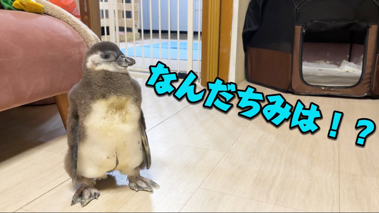 あにまるずの可愛い赤ちゃんを紹介します Youtube