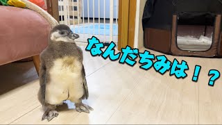 あにまるずの可愛い赤ちゃんを紹介します♪