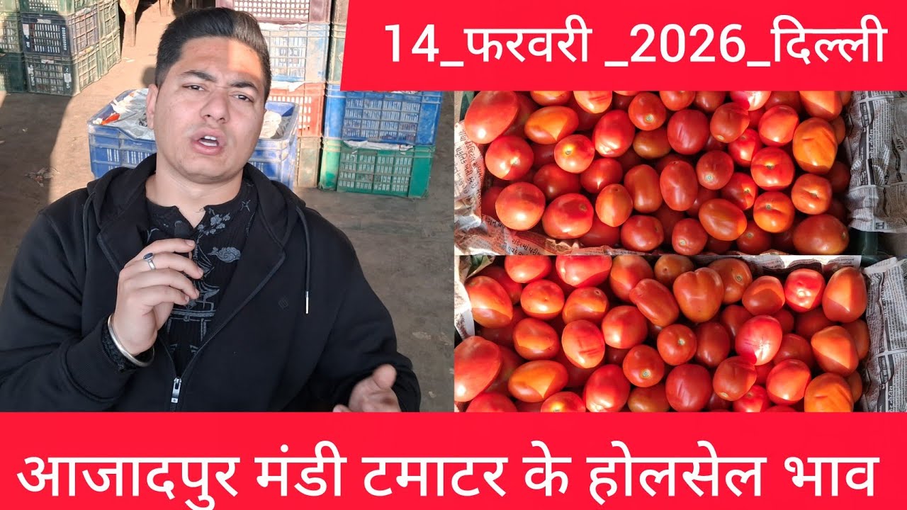 February 14, 2026 दिल्ली 🍅टमाटर के भाव azadpur Delhi mandi today 