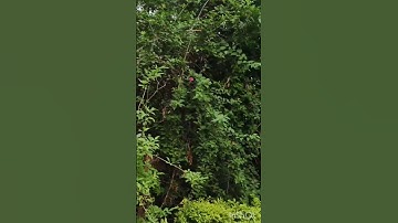 Thumbnail of #evening #nature #climate #love #songs #love