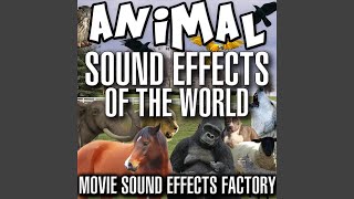 Download Lagu Duck Quack Sound Effects Download Lagu Duck Quack Sound Effects