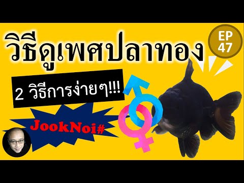 วิธีดูเพศปลาทอง เลื้ยงปลาทอง มือใหม่ แยกเพศอย่างไร ?? #goldfish #ปลาทอง EP47