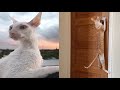 CUTE CORNISH REX CAT MOMENTS の動画、YouTube動画。