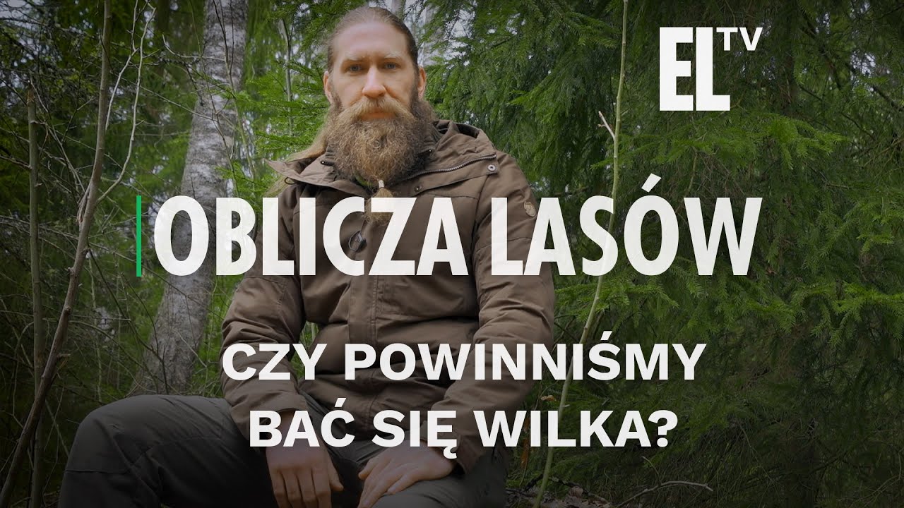 Czy powinniśmy bać się wilka? | OBLICZA LASÓW 