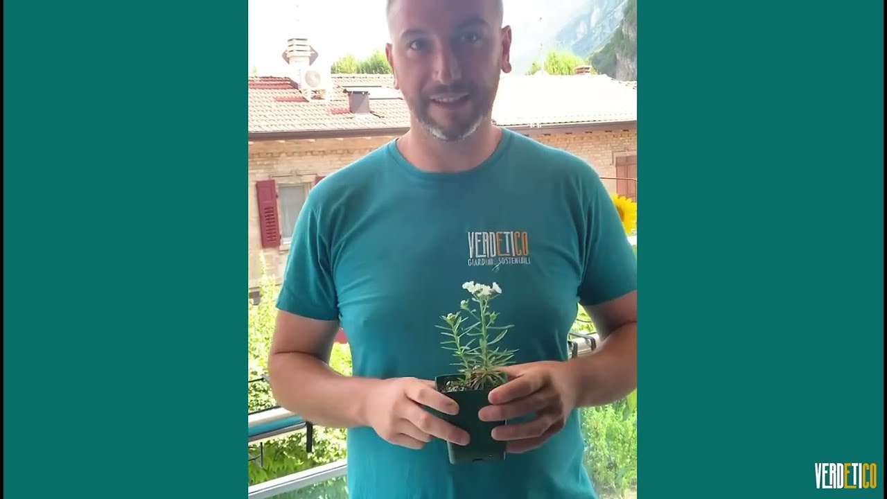 Bulbi Hosta Blu Notte – Perenne Resistente Al Freddo, Foglie Blu Intense, Fioritura Luglio-Agosto, Facile Da Coltivare