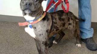 Rupert-Available At The Humane Society Of Missouri