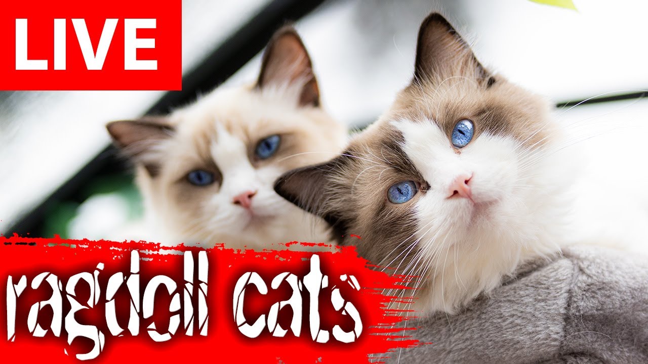 Ragdoll Cats Live Video From London's Ragdoll Cattery! - YouTube