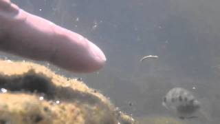 Download Lagu Dwarf Etroplus maculatus guarding the fries in the natural habitat - Underwater video Download Lagu Dwarf Etroplus maculatus guarding the fries in the natural habitat - Underwater video
