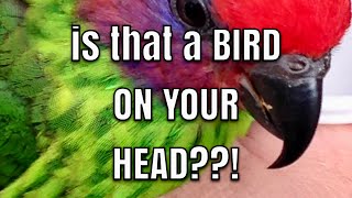 Is that a BIRD ON YOUR HEAD??! | Oglebay WV | Spring Flowers & Good Zoo Experience | May Day 2024