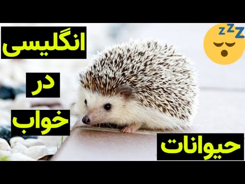 تصویری: رویای حیوانات - تحقیقات فعلی در مورد خواب دیدن در حیوانات